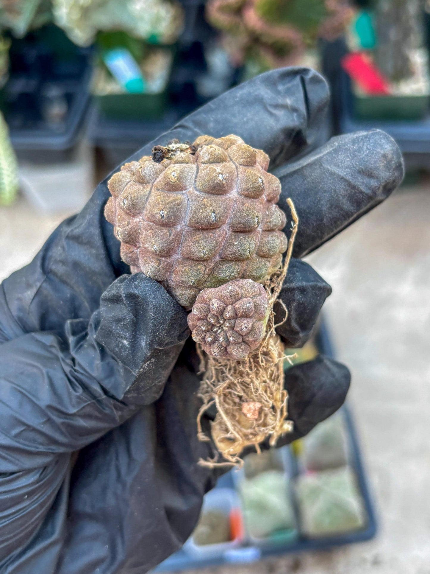 Lizard Skin Cactus (G) | Fully Rooted | Rare imported Cactus