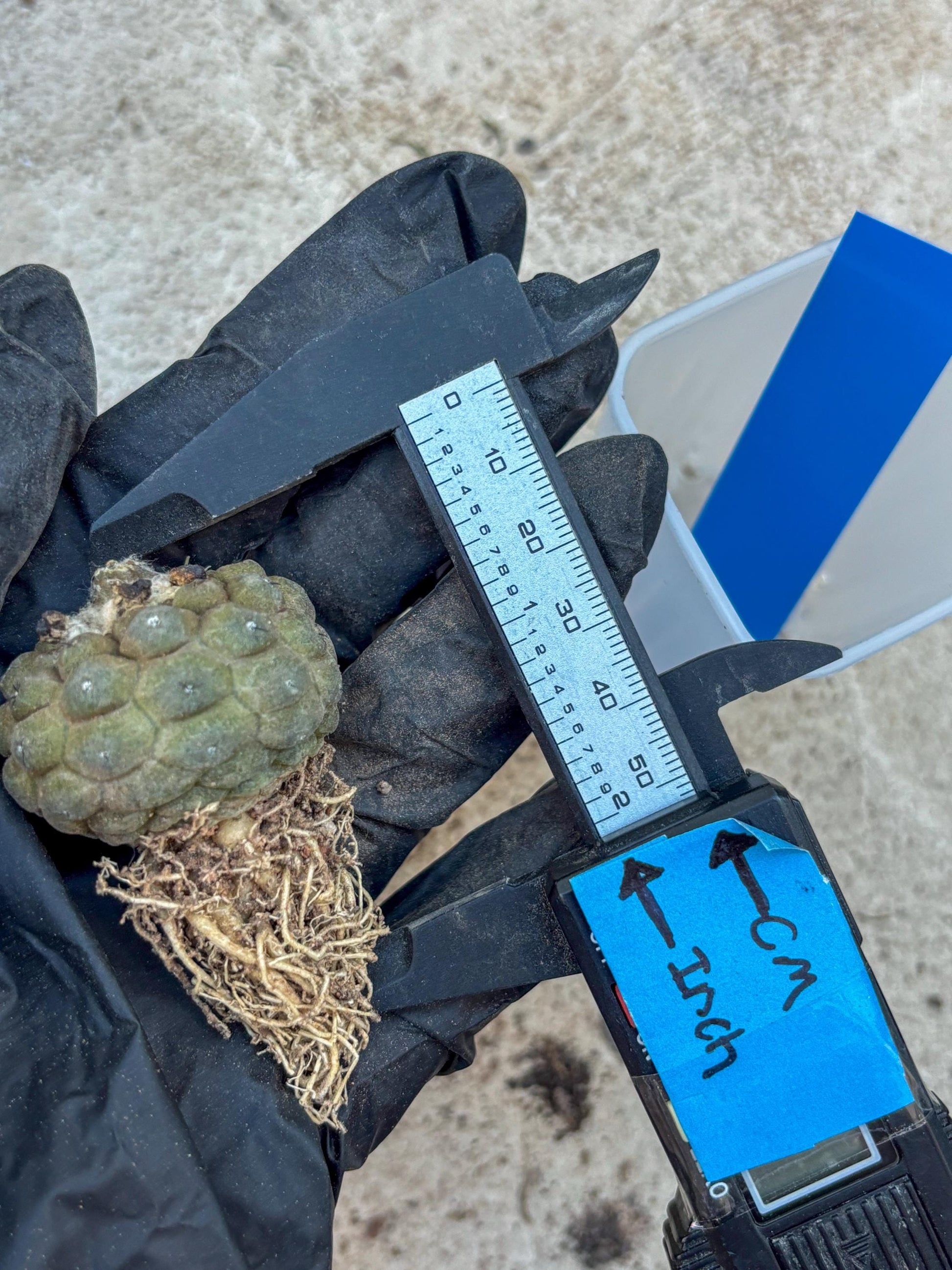 Lizard Skin Cactus (B) | Fully Rooted | Rare imported Cactus