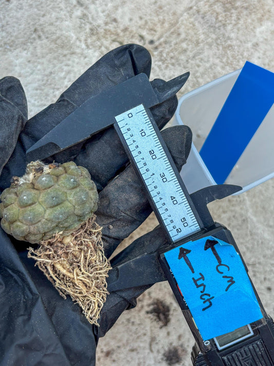 Lizard Skin Cactus (B) | Fully Rooted | Rare imported Cactus