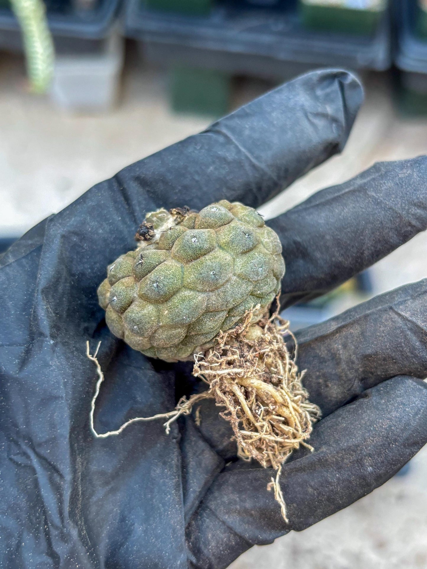 Lizard Skin Cactus (B) | Fully Rooted | Rare imported Cactus