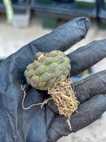 Lizard Skin Cactus (B) | Fully Rooted | Rare imported Cactus