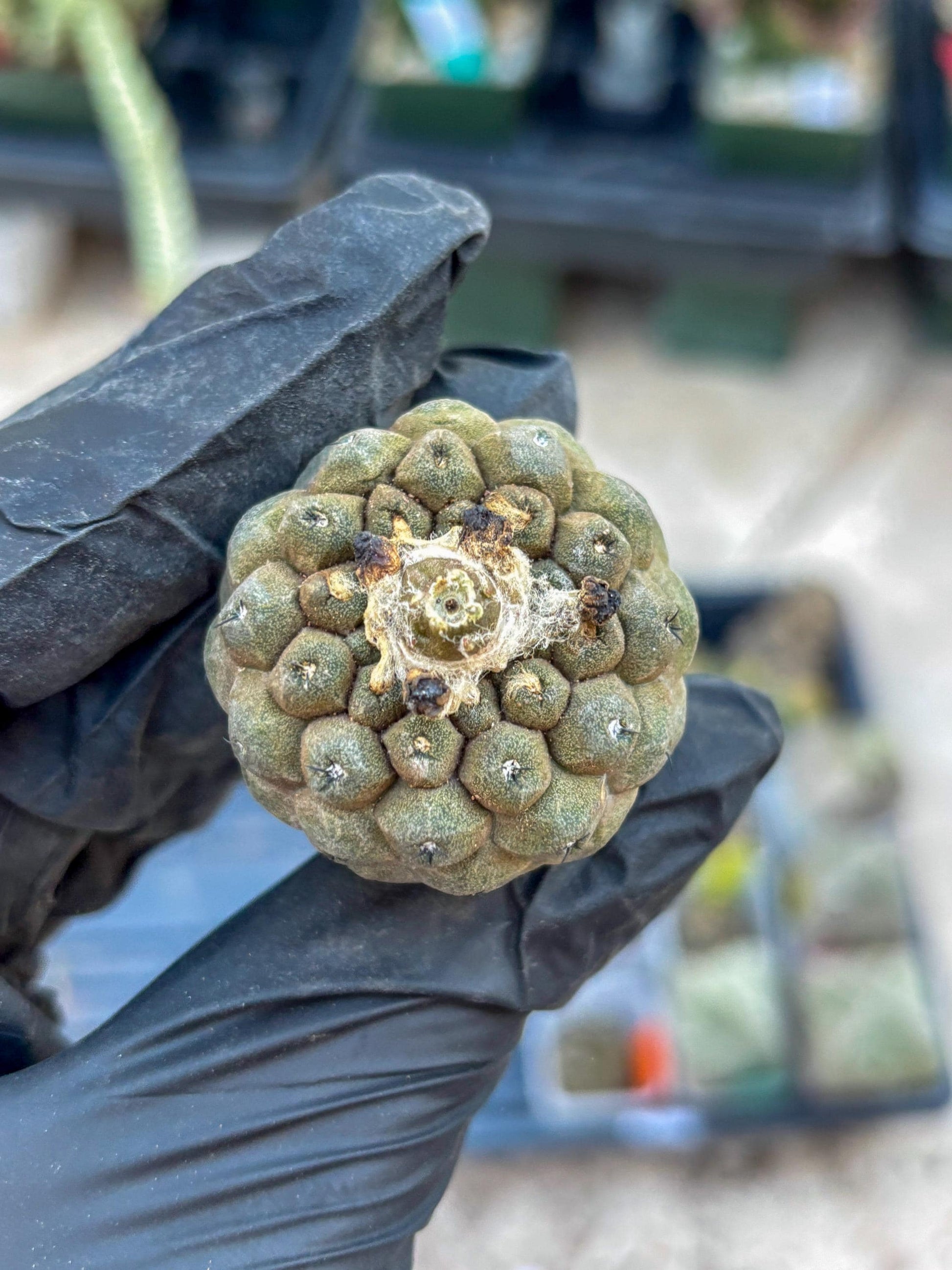 Lizard Skin Cactus (B) | Fully Rooted | Rare imported Cactus