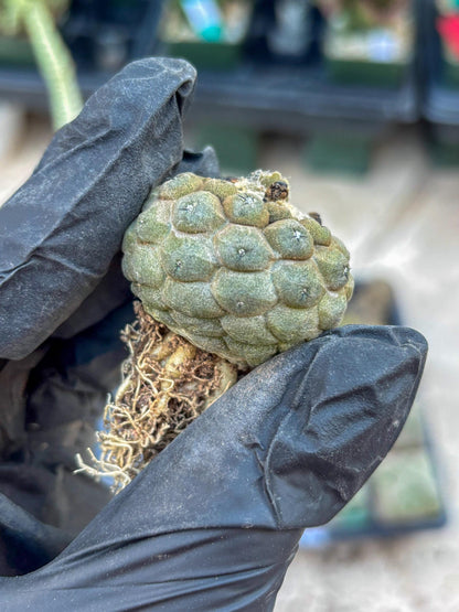 Lizard Skin Cactus (B) | Fully Rooted | Rare imported Cactus