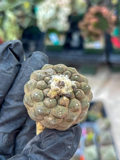 Lizard Skin Cactus (R) | Fully Rooted | Rare imported Cactus