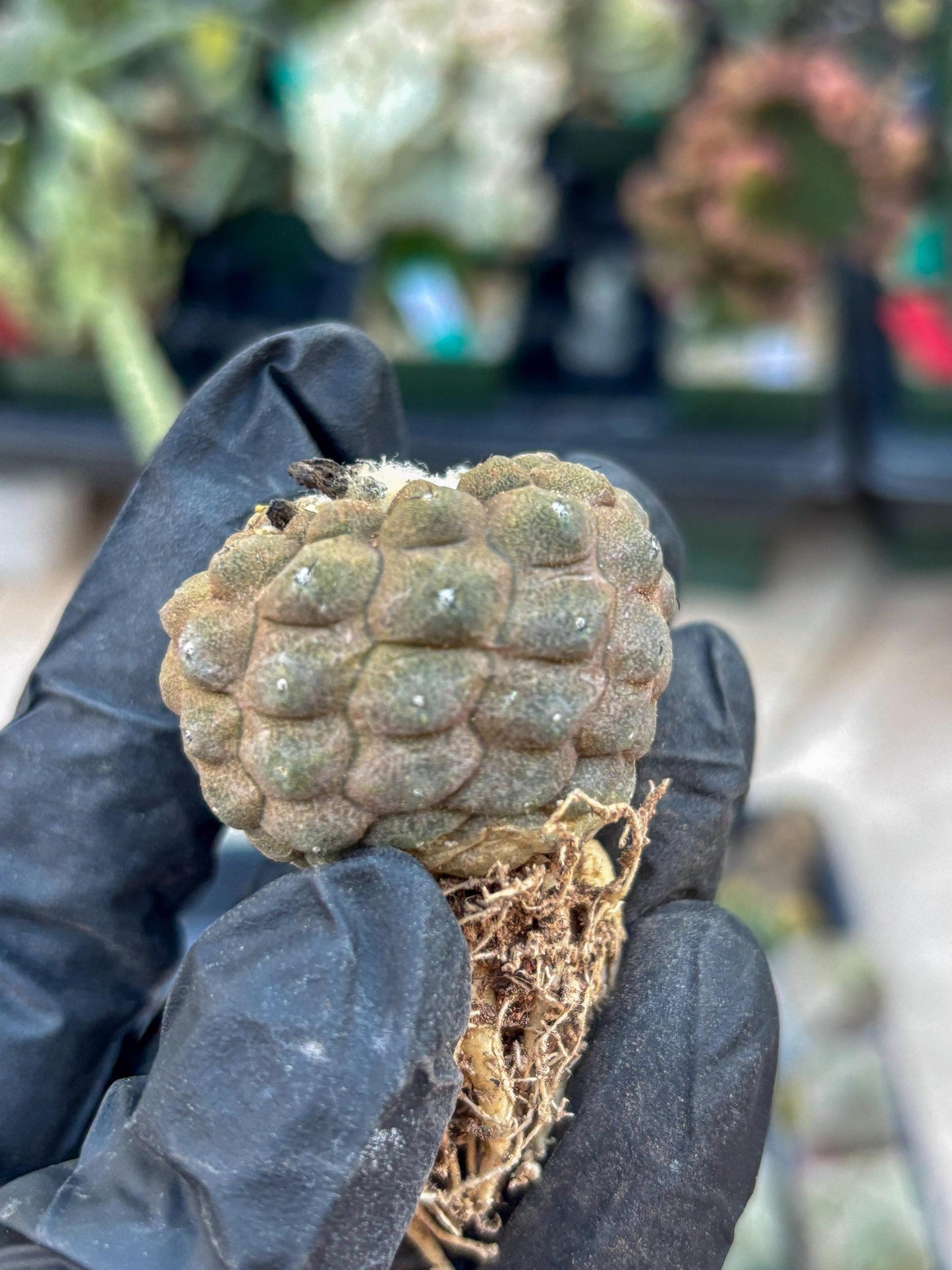 Lizard Skin Cactus (R) | Fully Rooted | Rare imported Cactus