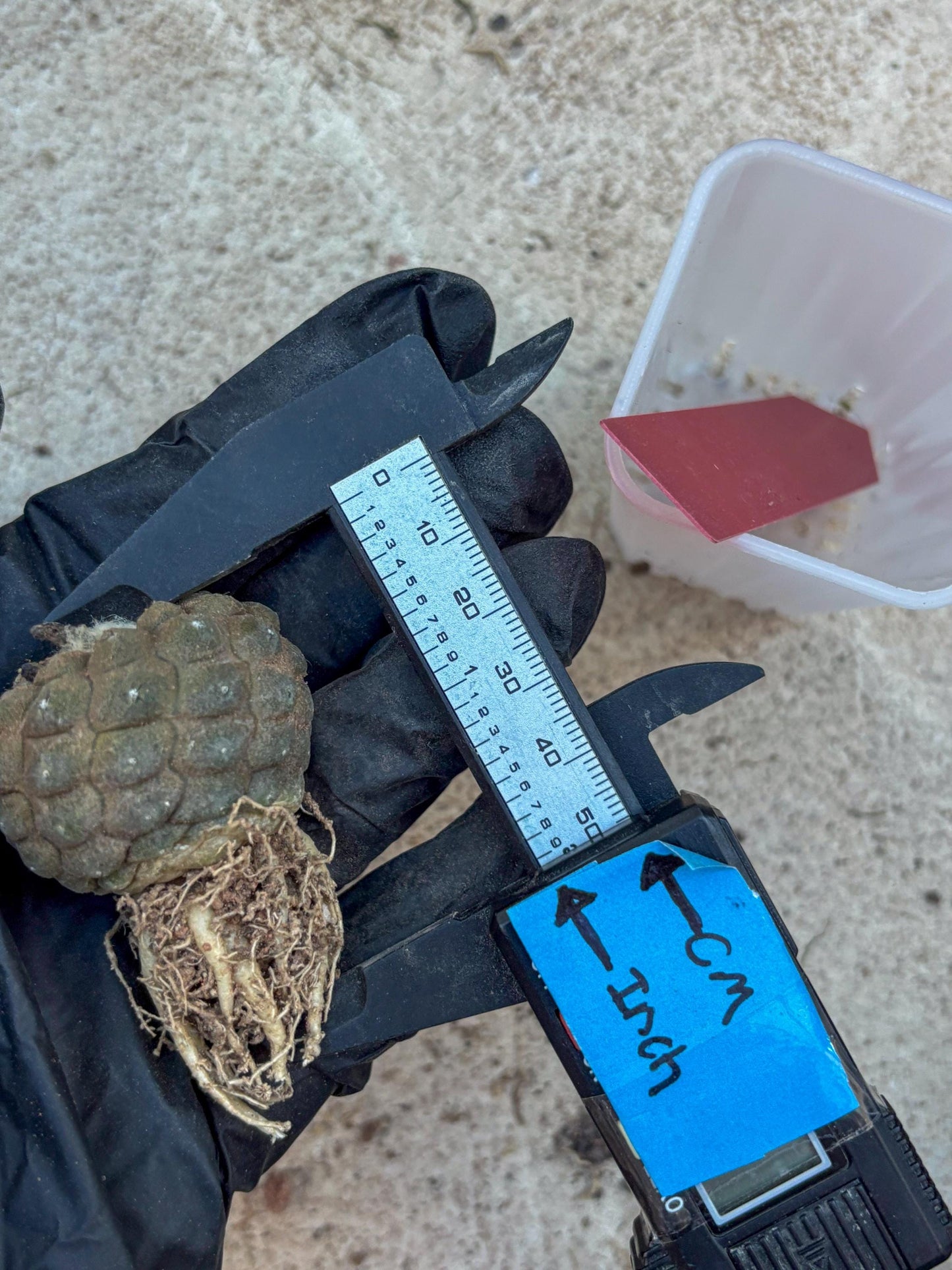 Lizard Skin Cactus (R) | Fully Rooted | Rare imported Cactus