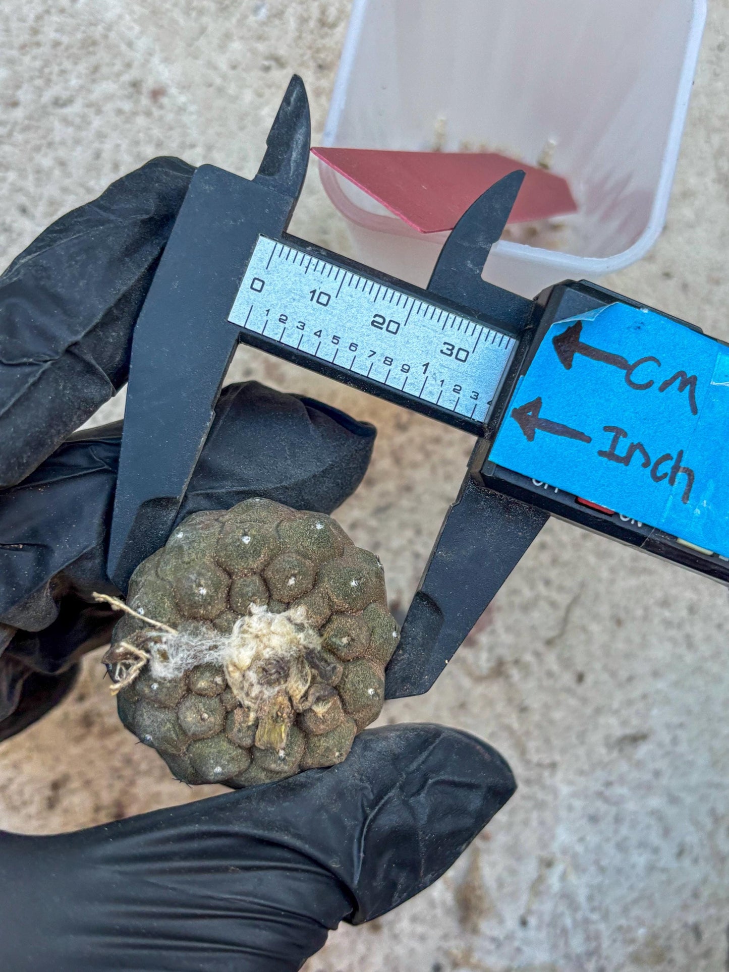 Lizard Skin Cactus (R) | Fully Rooted | Rare imported Cactus