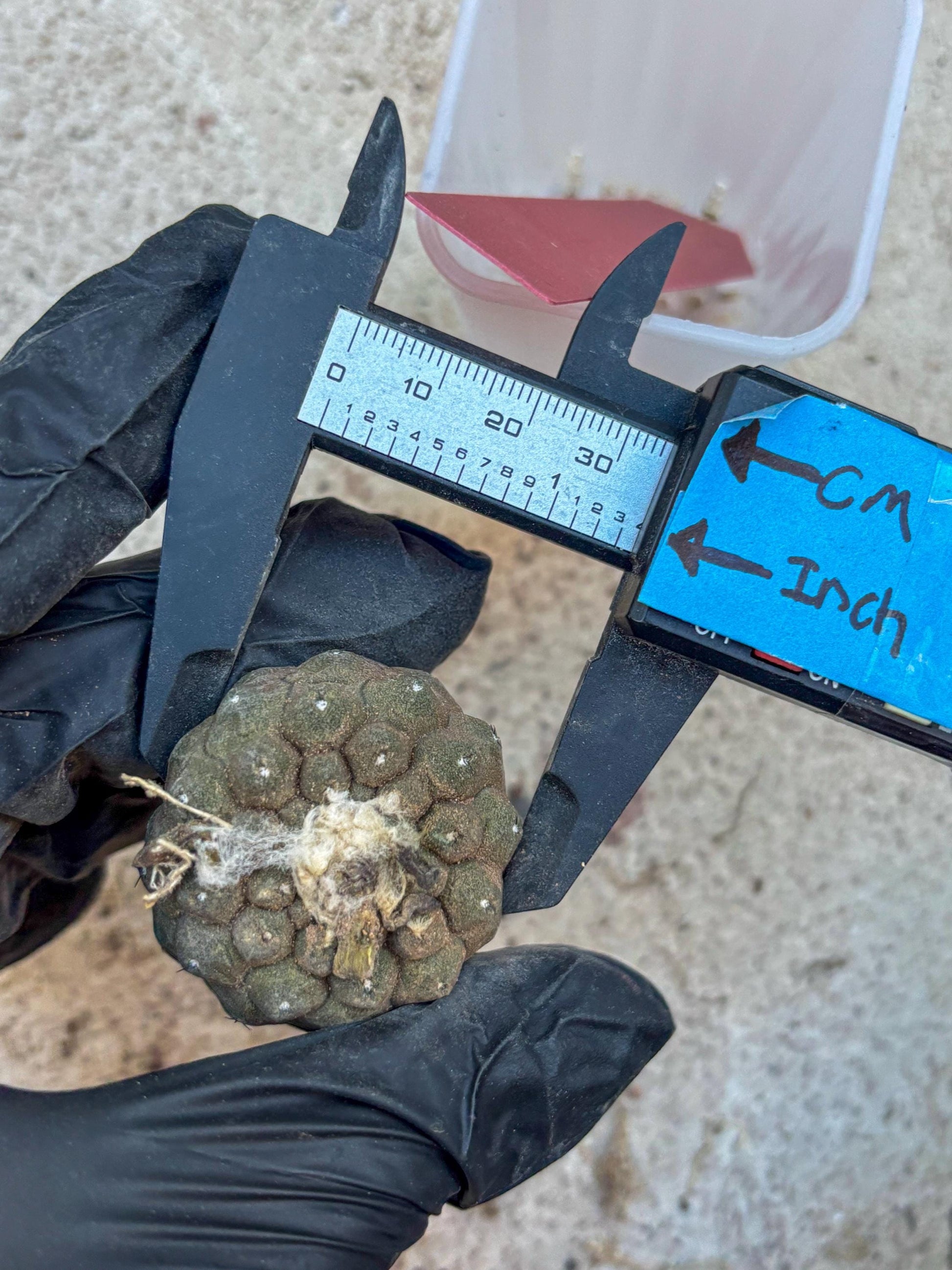 Lizard Skin Cactus (R) | Fully Rooted | Rare imported Cactus