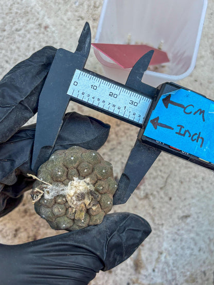 Lizard Skin Cactus (R) | Fully Rooted | Rare imported Cactus