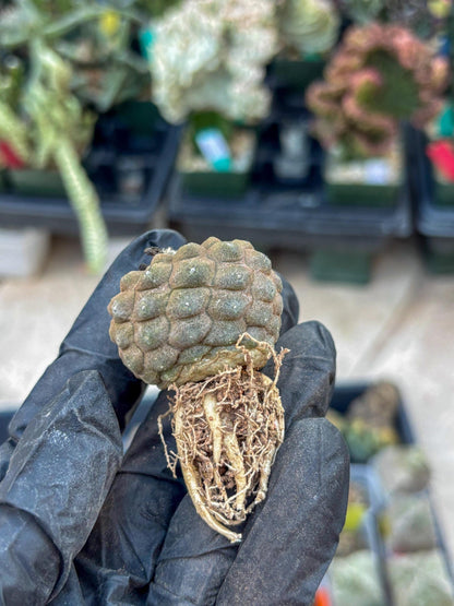 Lizard Skin Cactus (R) | Fully Rooted | Rare imported Cactus