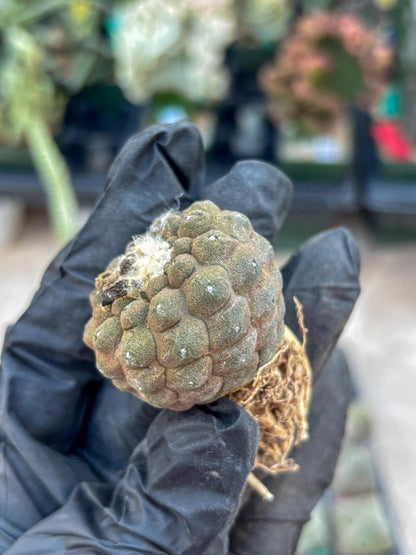 Lizard Skin Cactus (R) | Fully Rooted | Rare imported Cactus