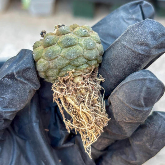 Lizard Skin Cactus (B) | Fully Rooted | Rare imported Cactus