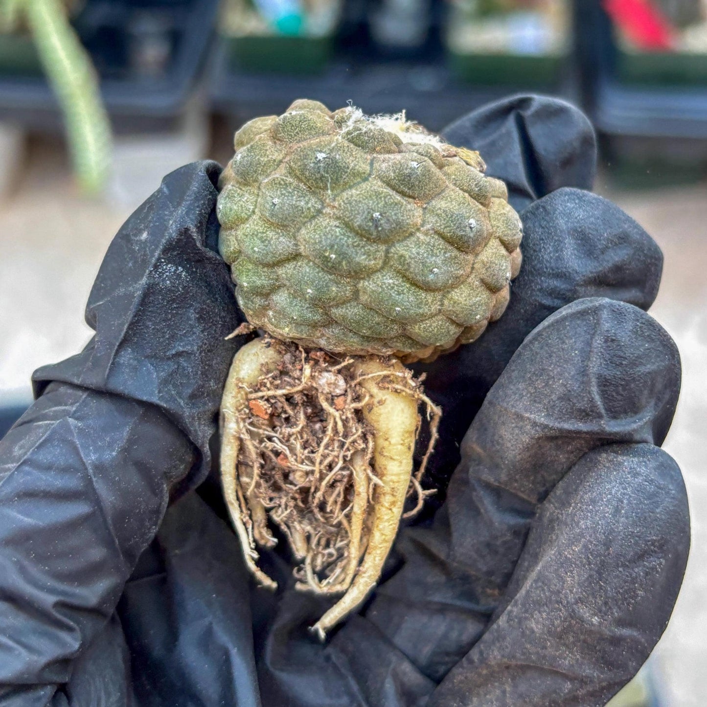 Lizard Skin Cactus (R) | Fully Rooted | Rare imported Cactus