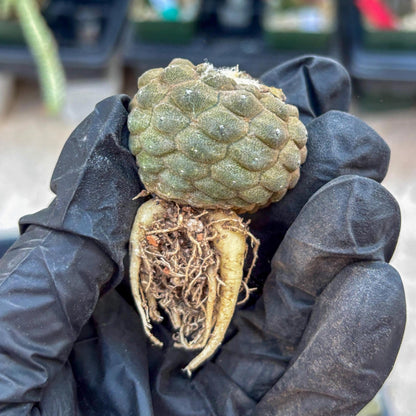 Lizard Skin Cactus (R) | Fully Rooted | Rare imported Cactus