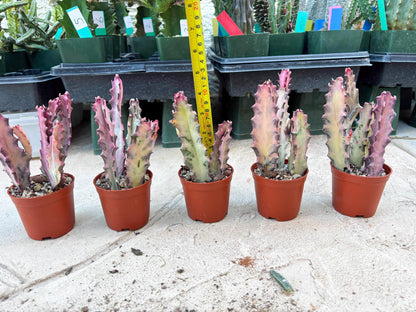 Pink Euphorbia Lactea (P) | 1 Pot/ 3pcs of plants