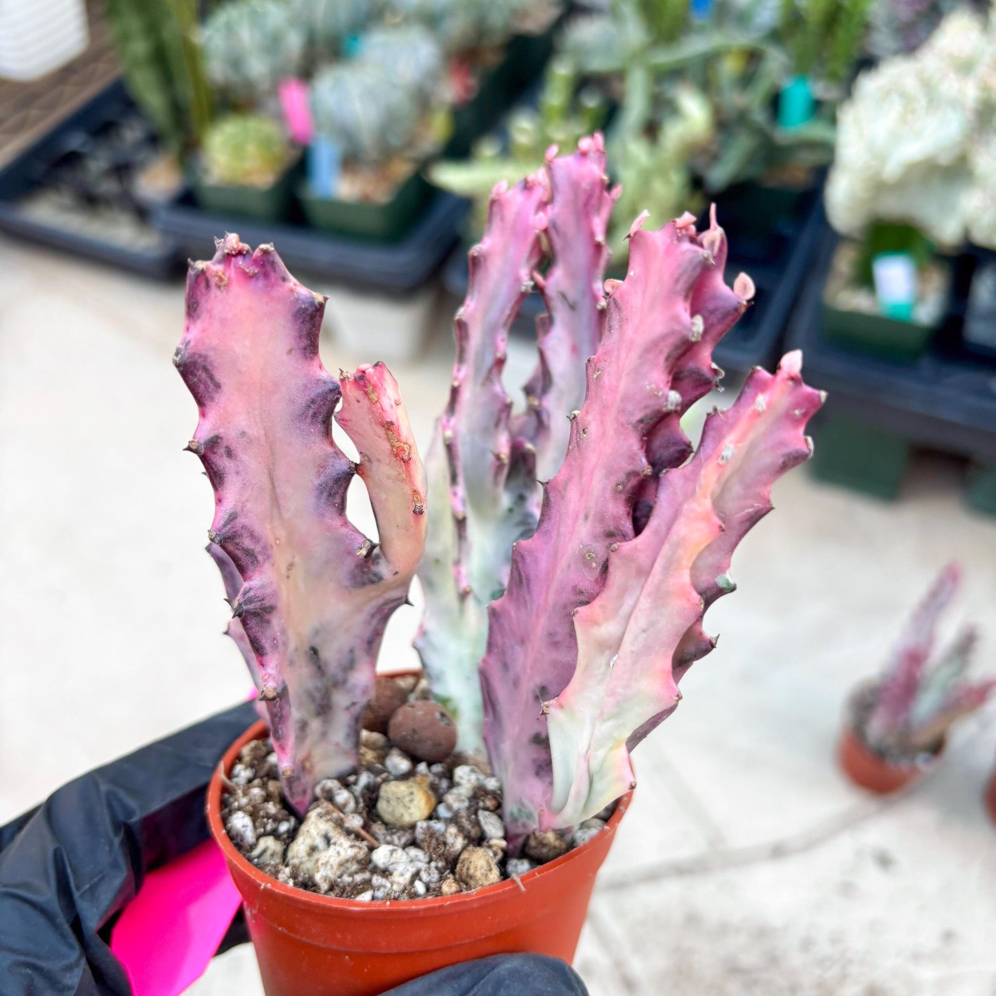 Pink Euphorbia Lactea (P) | 1 Pot/ 3pcs of plants