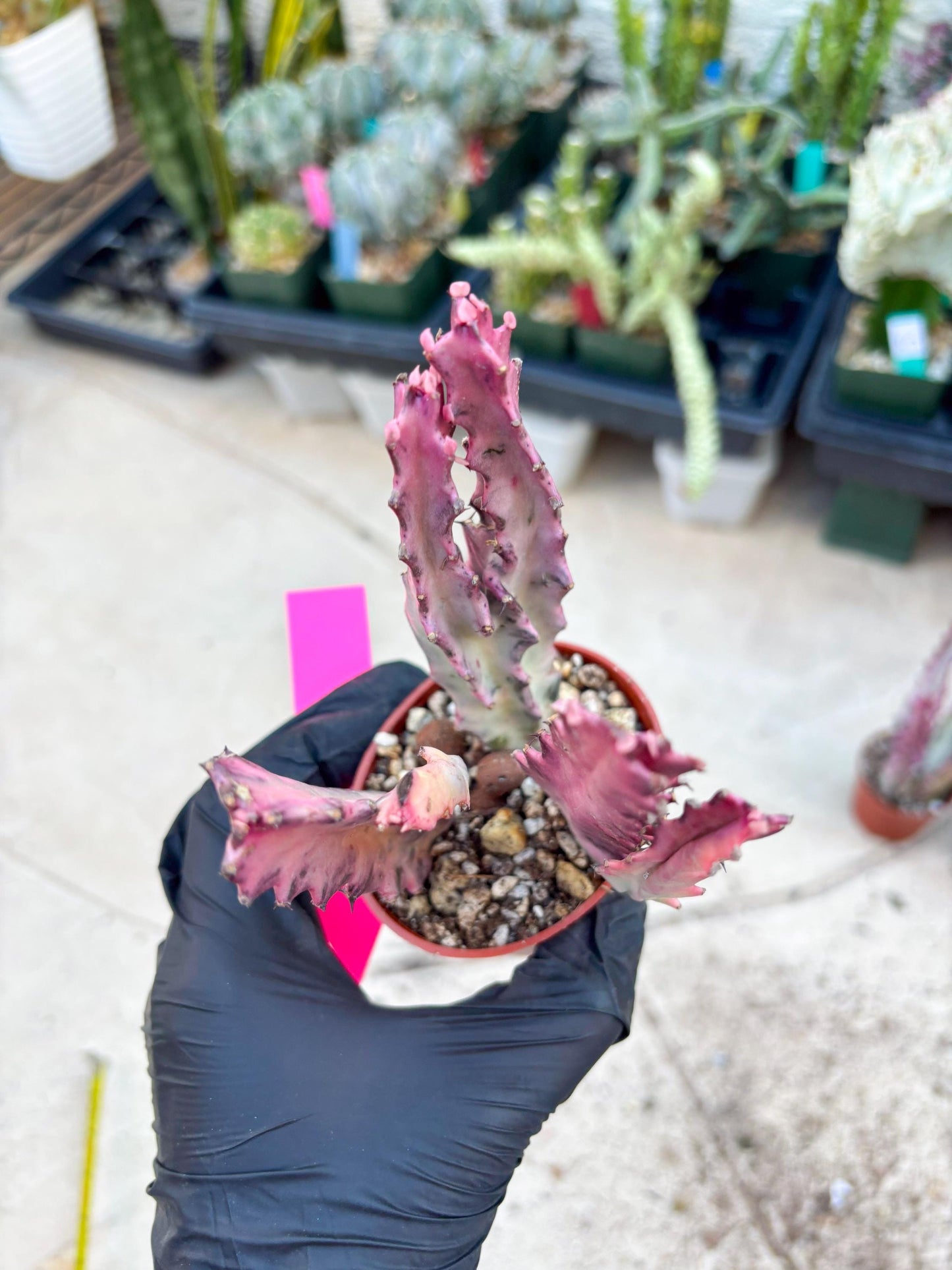 Pink Euphorbia Lactea (P) | 1 Pot/ 3pcs of plants