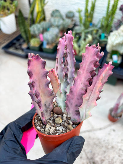 Pink Euphorbia Lactea (P) | 1 Pot/ 3pcs of plants