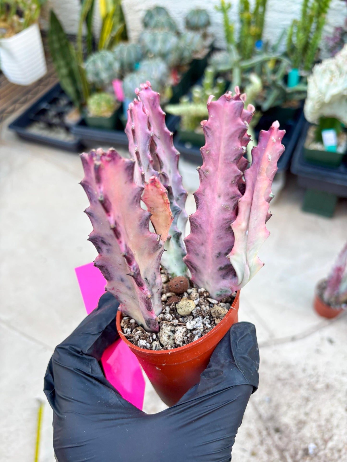 Pink Euphorbia Lactea (P) | 1 Pot/ 3pcs of plants