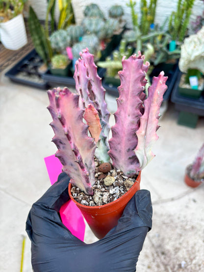 Pink Euphorbia Lactea (P) | 1 Pot/ 3pcs of plants