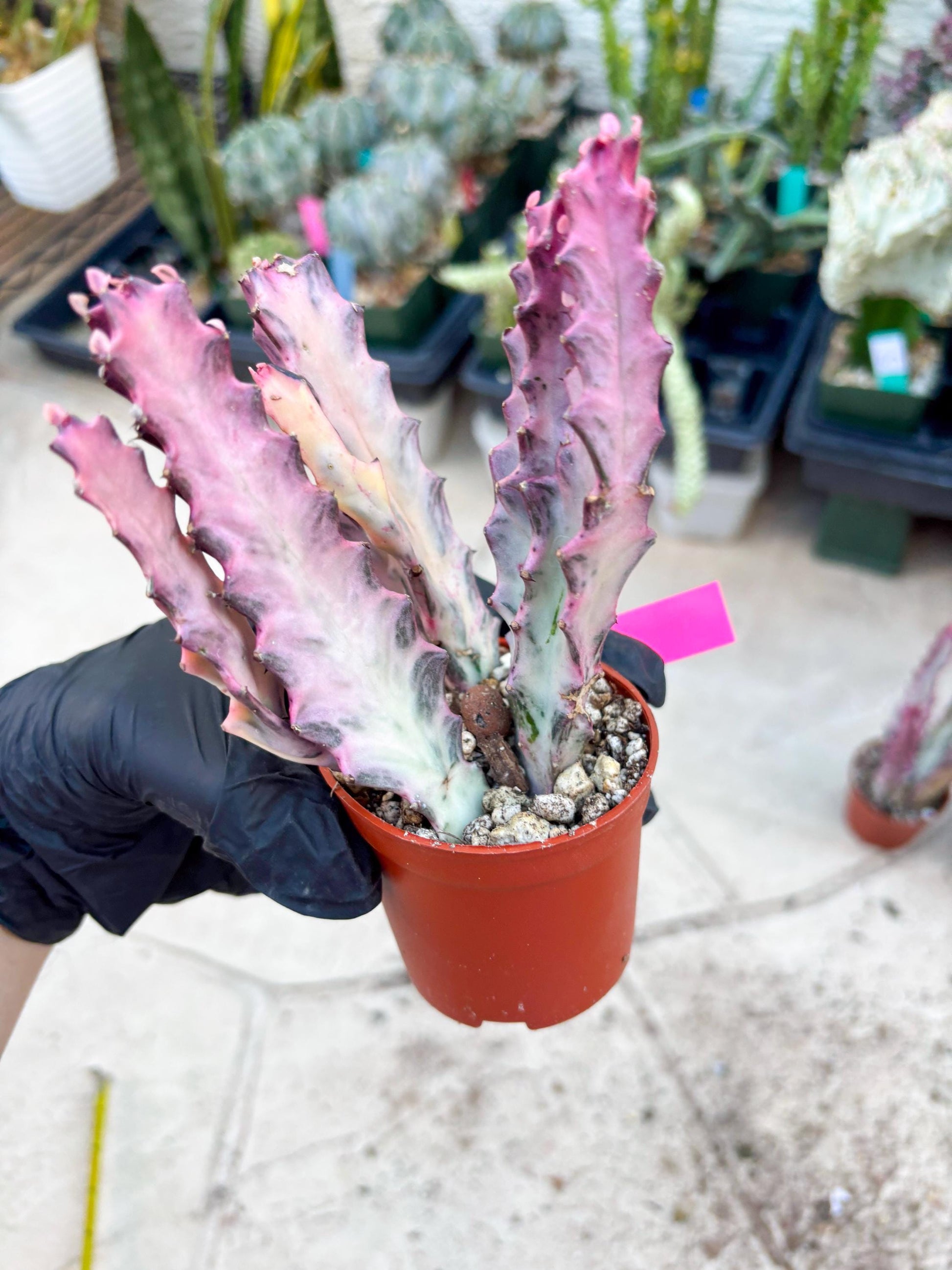 Pink Euphorbia Lactea (P) | 1 Pot/ 3pcs of plants