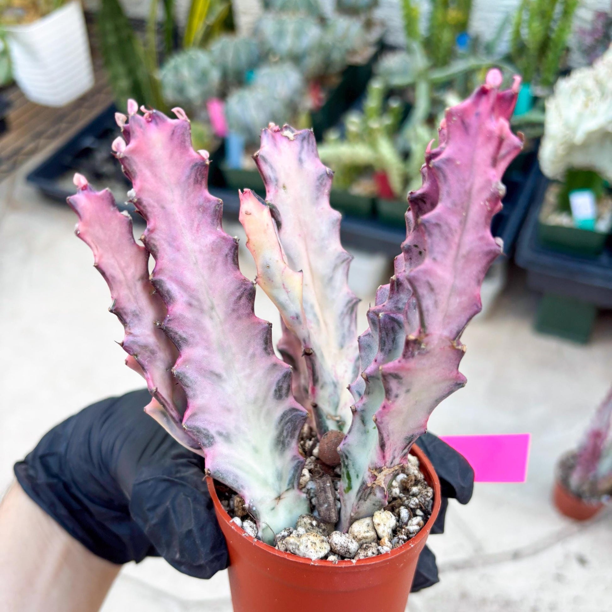 Pink Euphorbia Lactea (P) | 1 Pot/ 3pcs of plants