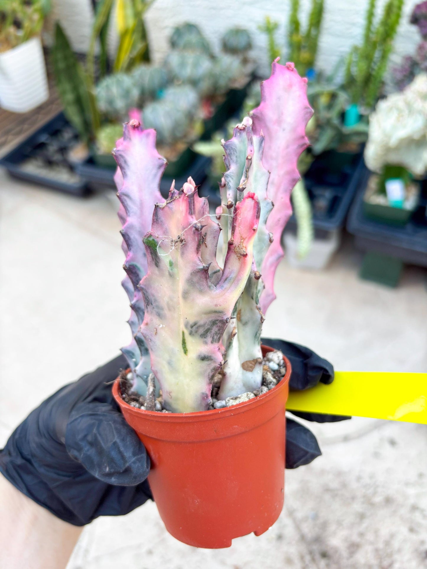 Pink Euphorbia Lactea (Y) | 1 Pot/ 3pcs of plants
