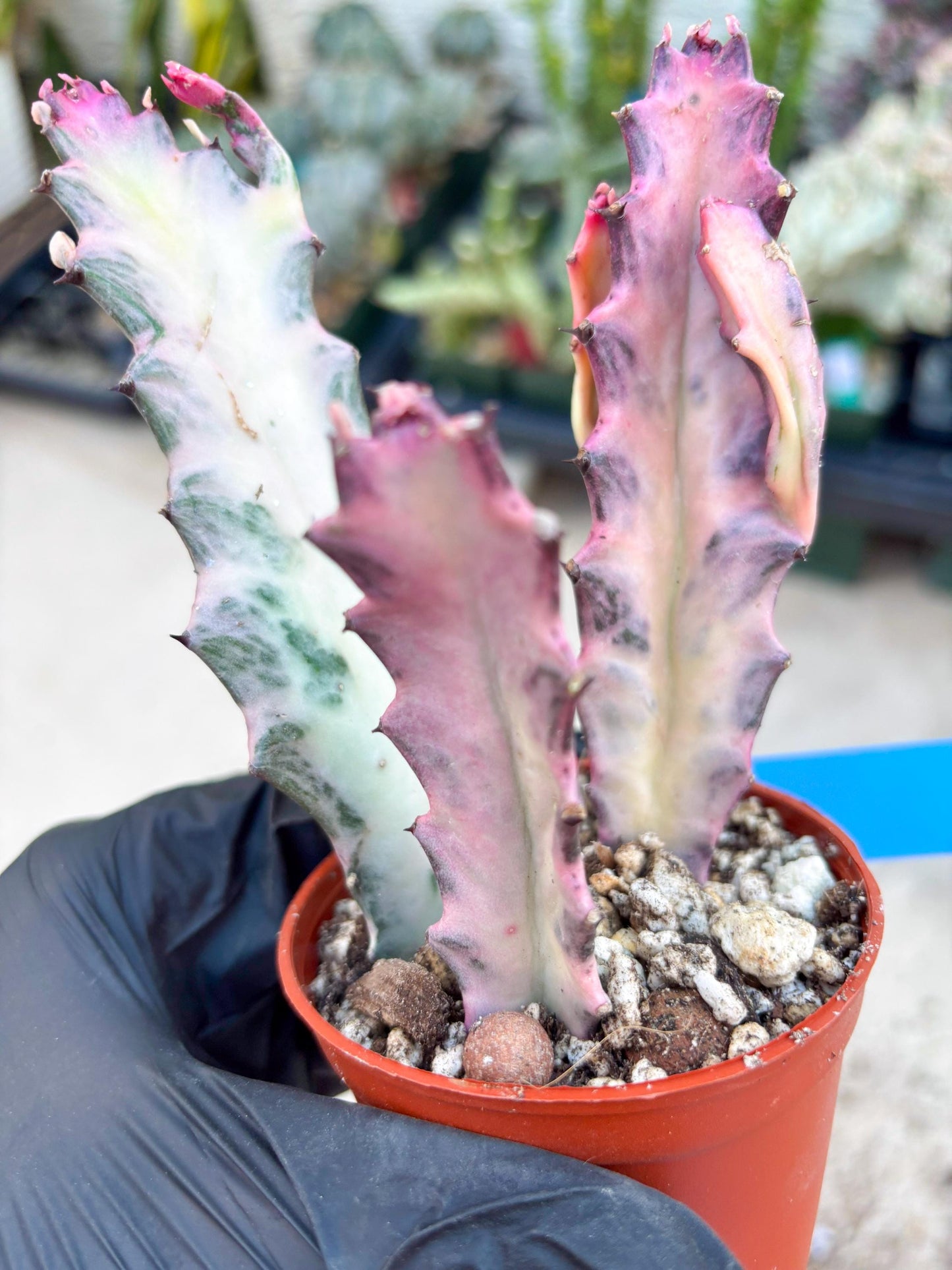 Pink Euphorbia Lactea (B) | 1 Pot/ 3pcs of plants