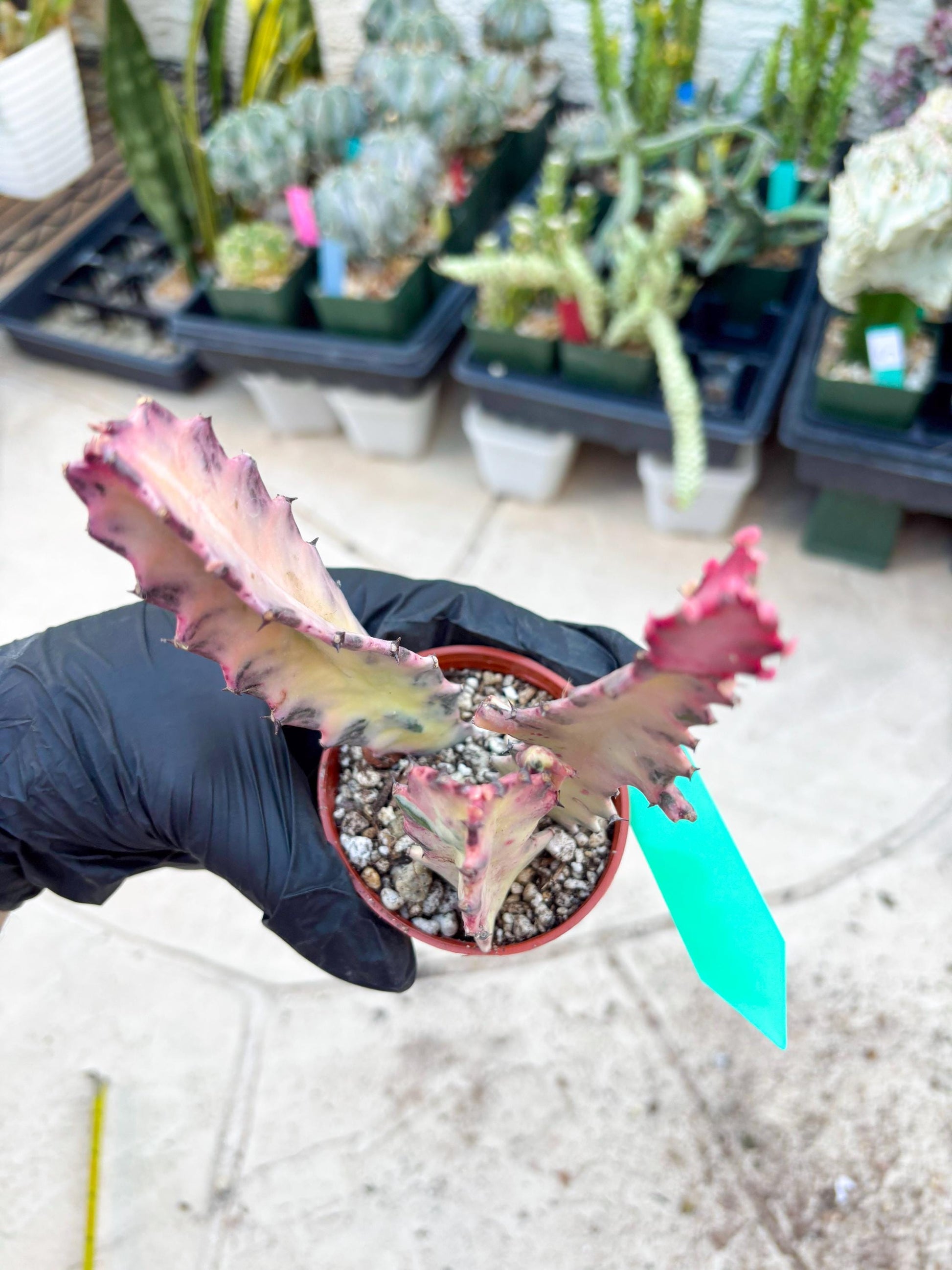 Pink Euphorbia Lactea (G) | 1 Pot/ 3pcs of plants