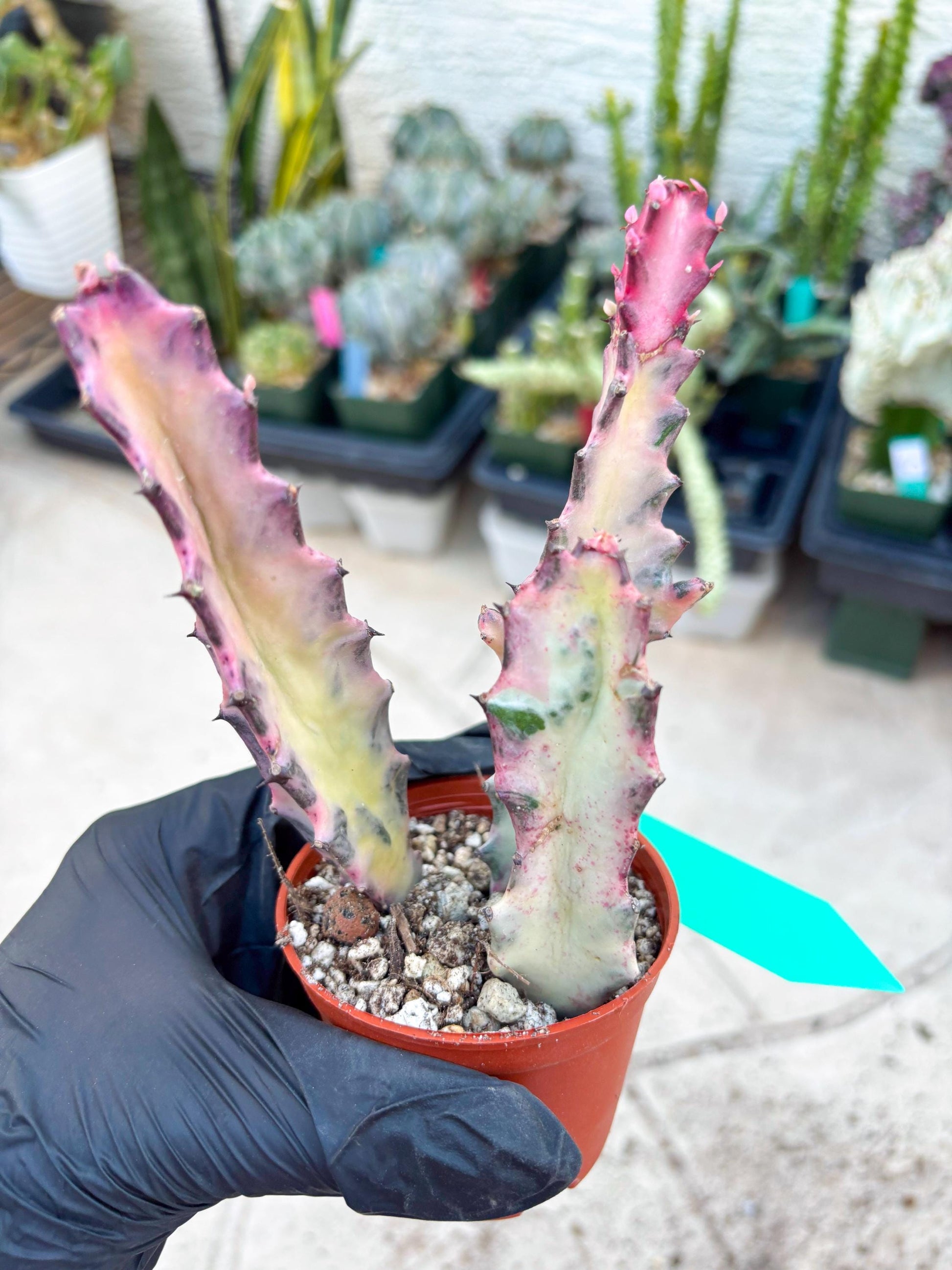Pink Euphorbia Lactea (G) | 1 Pot/ 3pcs of plants