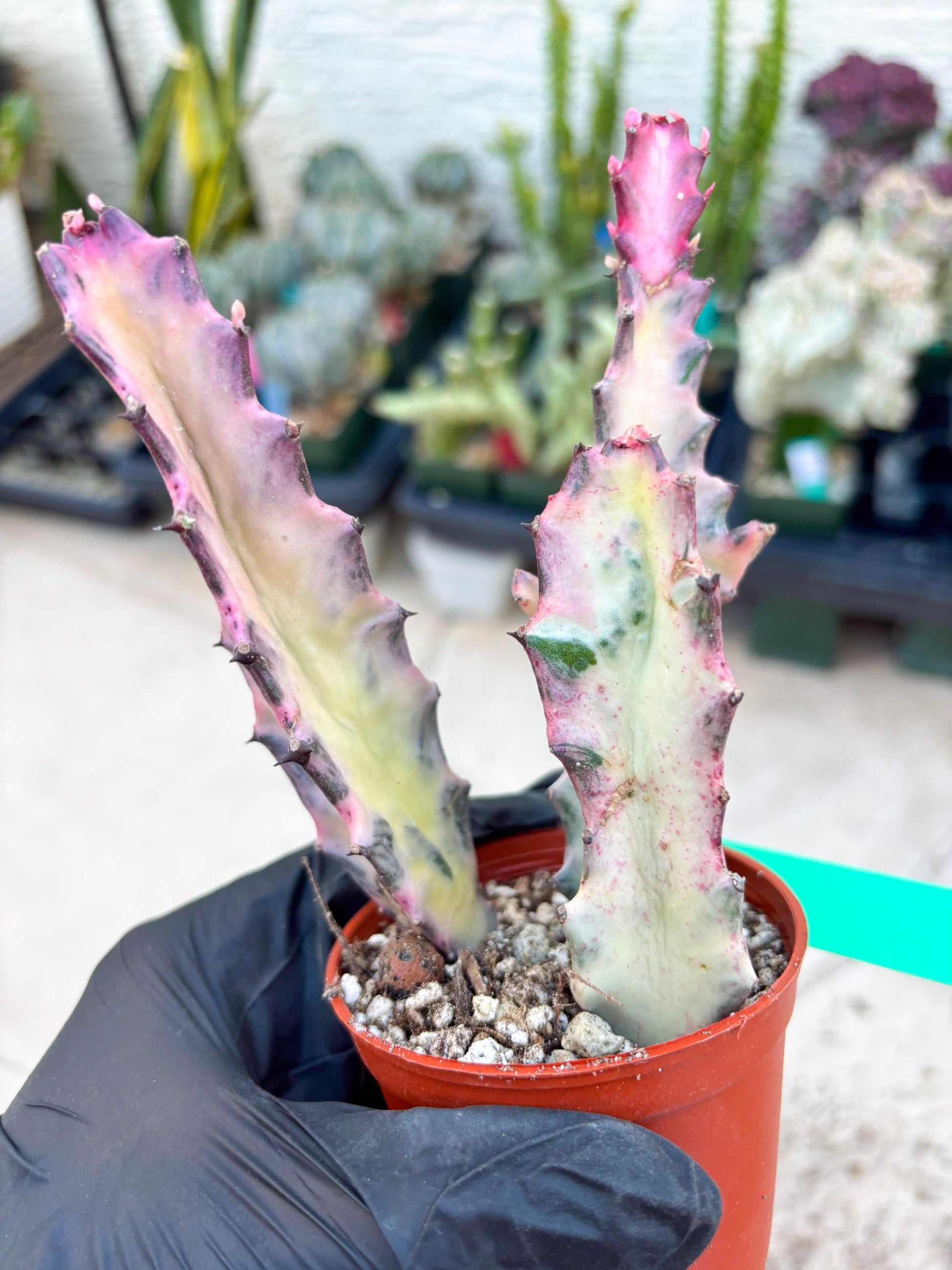 Pink Euphorbia Lactea (G) | 1 Pot/ 3pcs of plants