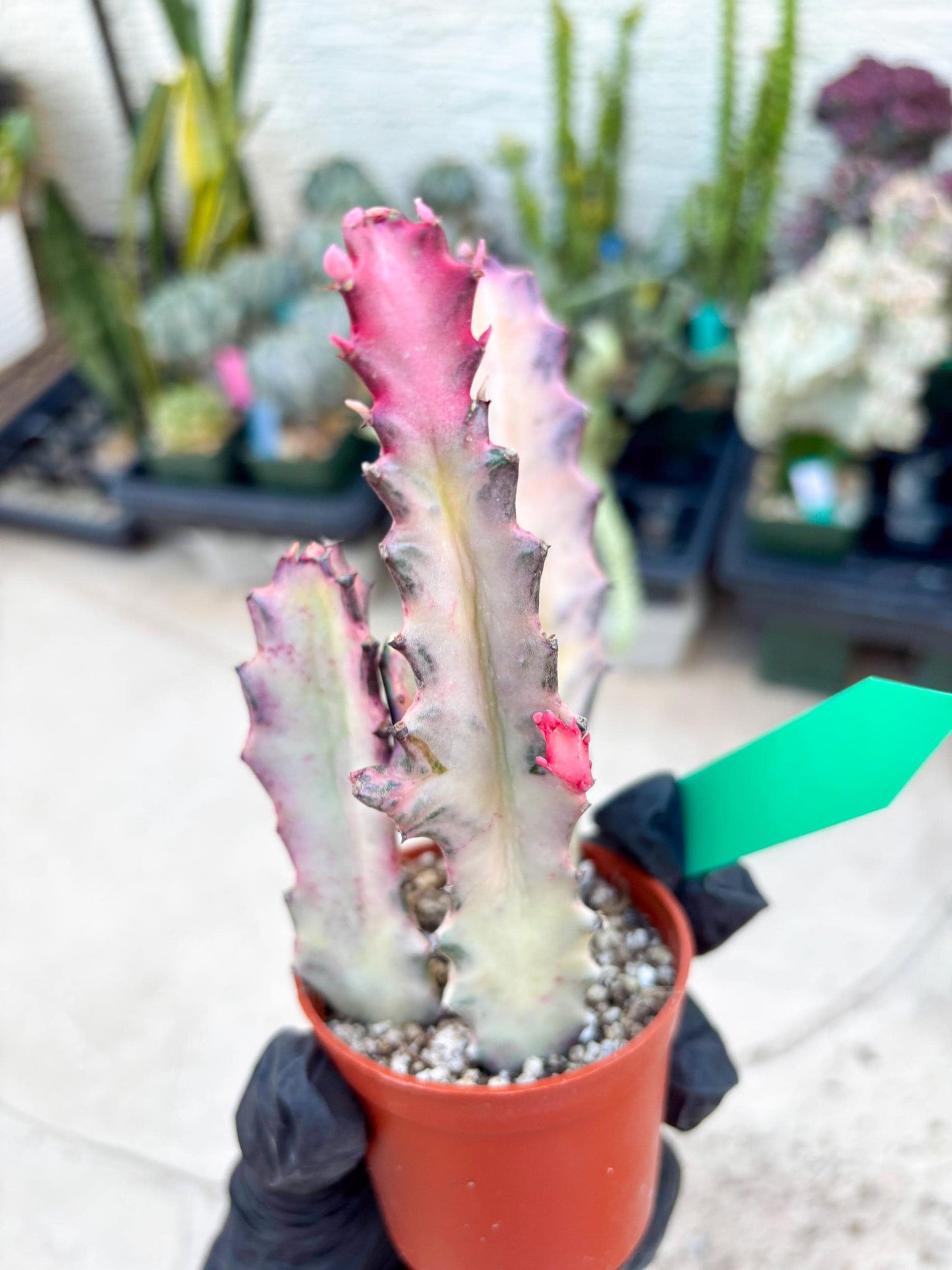 Pink Euphorbia Lactea (G) | 1 Pot/ 3pcs of plants