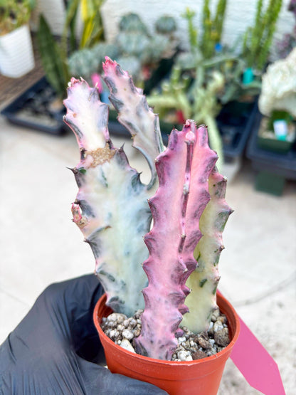 Pink Euphorbia Lactea (Red) | 1 Pot/ 3pcs of plants