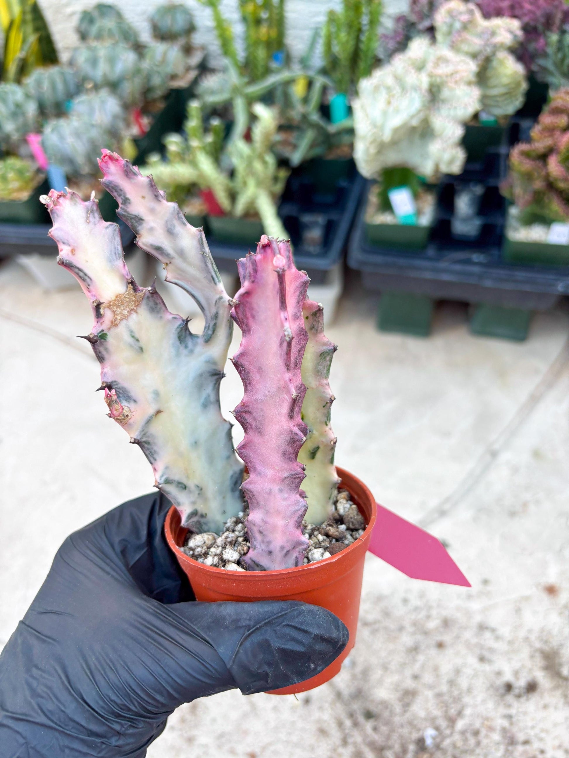 Pink Euphorbia Lactea (Red) | 1 Pot/ 3pcs of plants