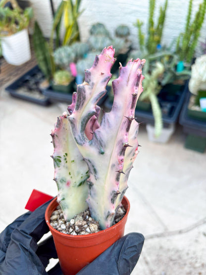 Pink Euphorbia Lactea (Red) | 1 Pot/ 3pcs of plants