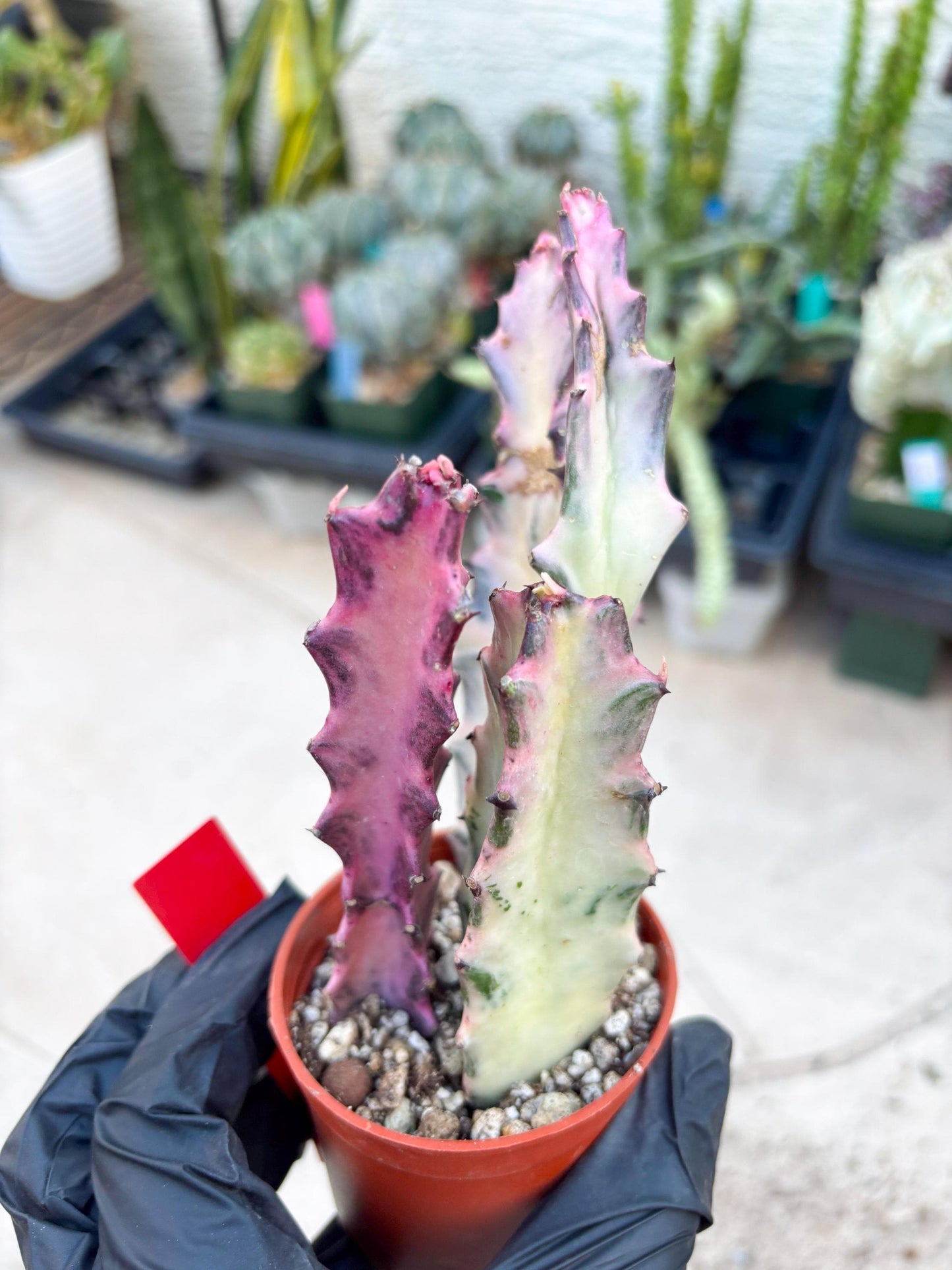 Pink Euphorbia Lactea (Red) | 1 Pot/ 3pcs of plants