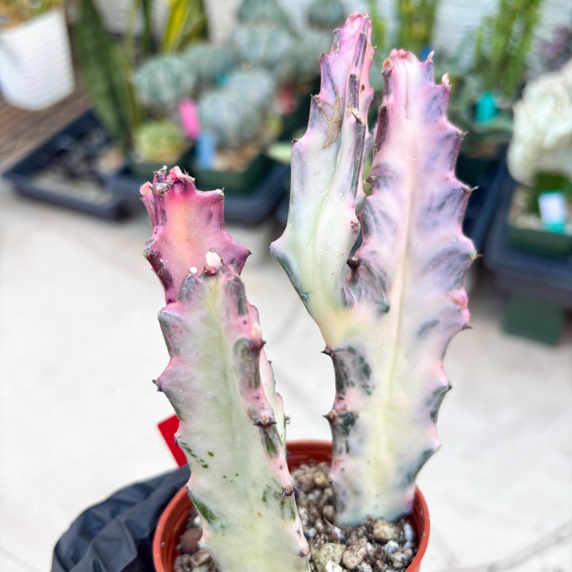 Pink Euphorbia Lactea (Red) | 1 Pot/ 3pcs of plants