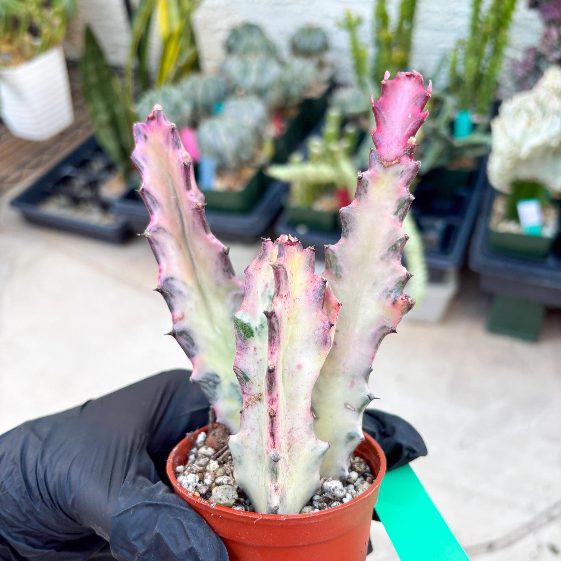 Pink Euphorbia Lactea (G) | 1 Pot/ 3pcs of plants