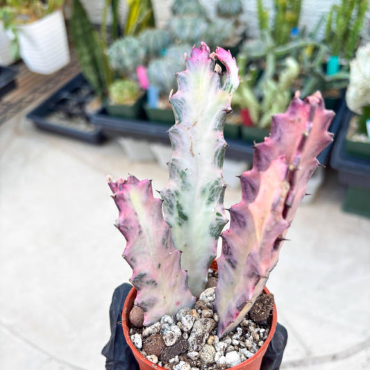 Pink Euphorbia Lactea (B) | 1 Pot/ 3pcs of plants