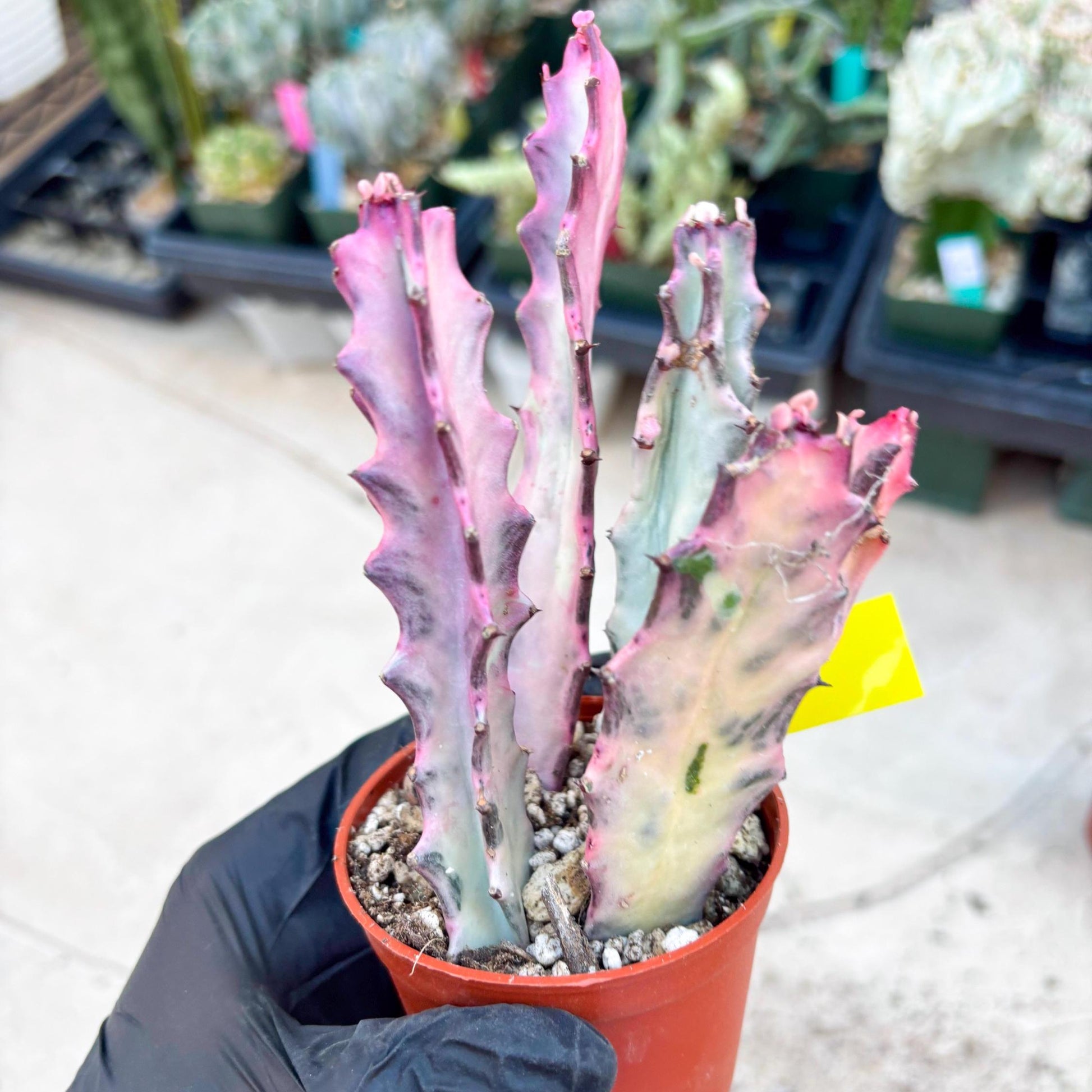 Pink Euphorbia Lactea (Y) | 1 Pot/ 3pcs of plants