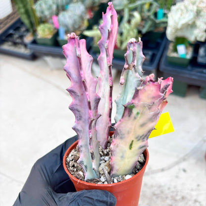 Pink Euphorbia Lactea (Y) | 1 Pot/ 3pcs of plants