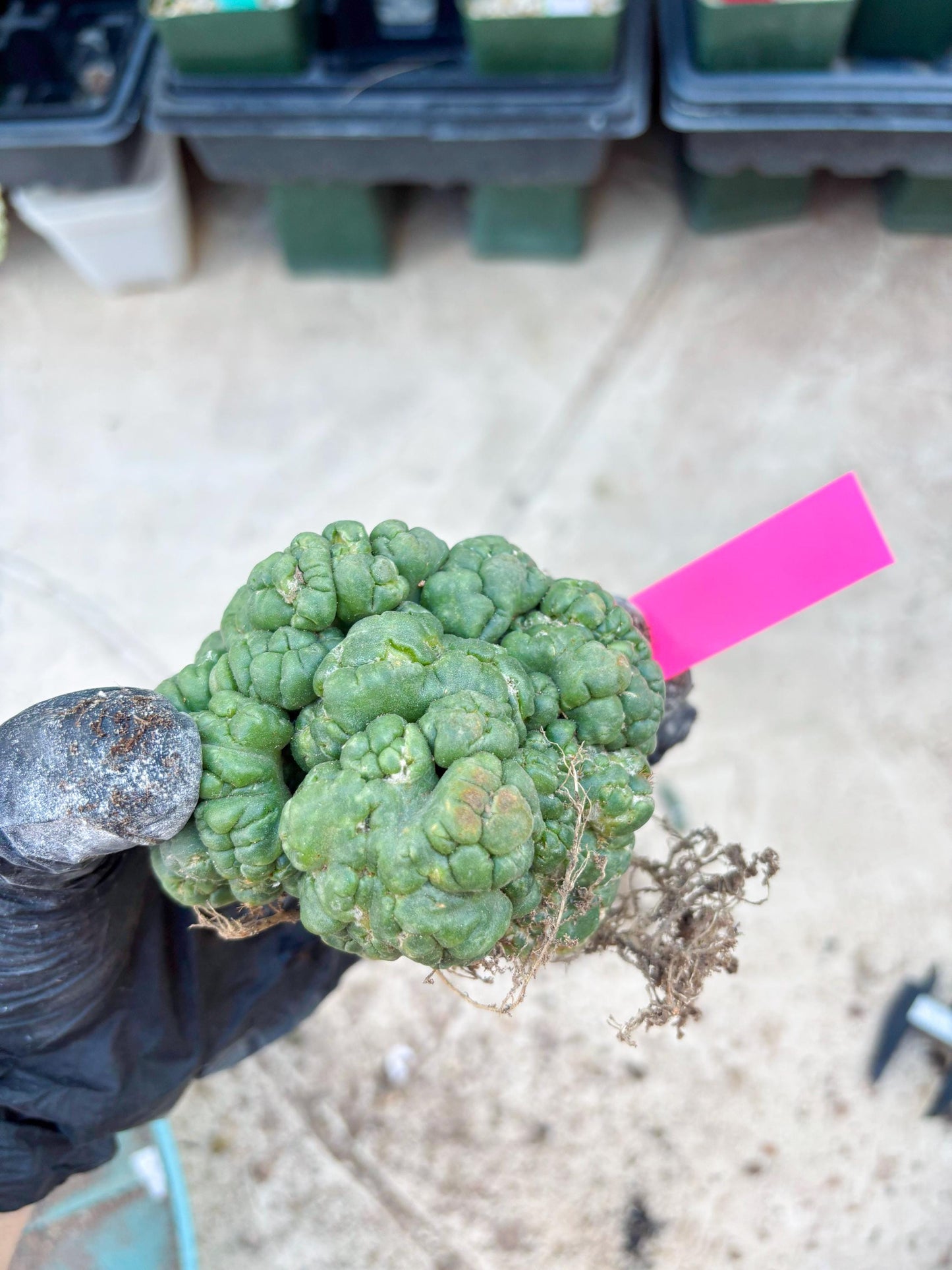 Coryphantha Elephantidens Cristata (P) | Very Rare Imported Cactus