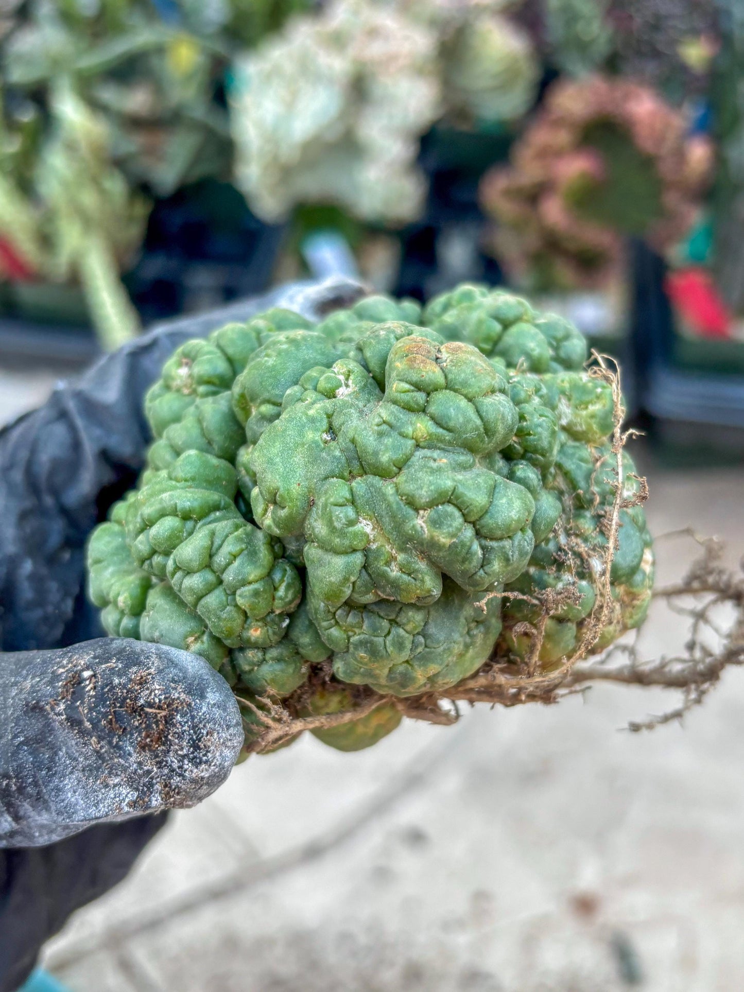 Coryphantha Elephantidens Cristata (P) | Very Rare Imported Cactus