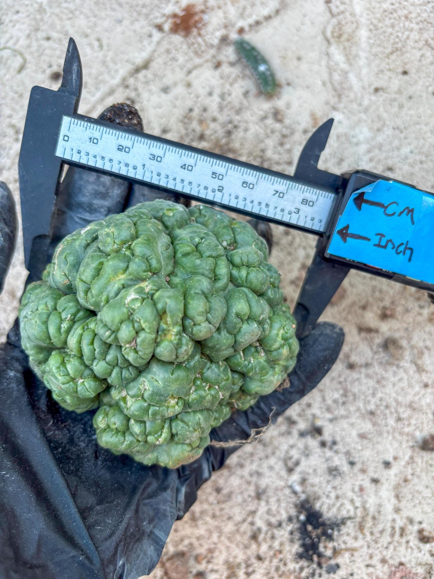 Coryphantha Elephantidens Cristata (P) | Very Rare Imported Cactus