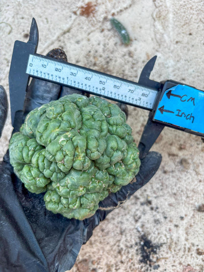 Coryphantha Elephantidens Cristata (P) | Very Rare Imported Cactus