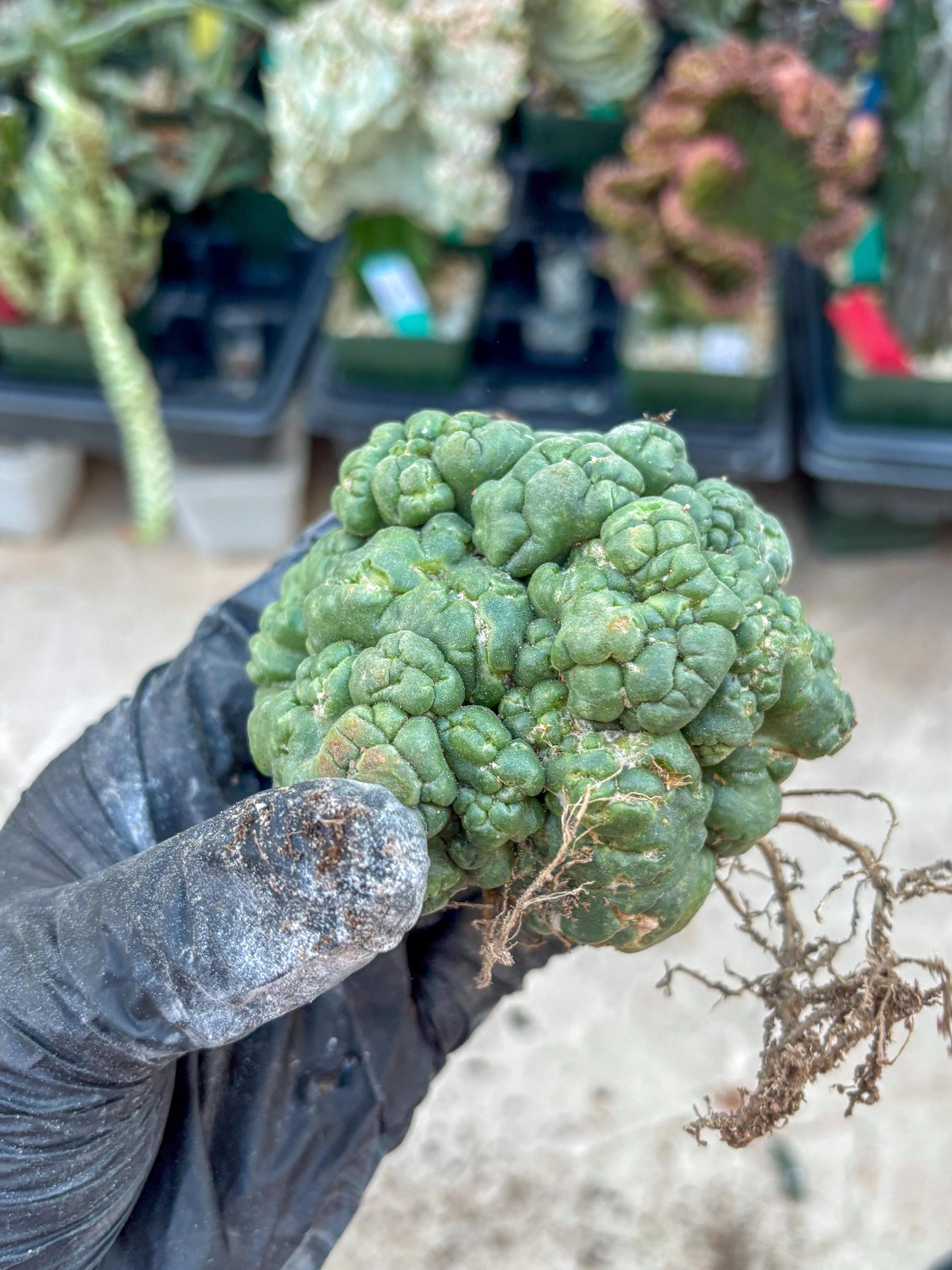 Coryphantha Elephantidens Cristata (P) | Very Rare Imported Cactus