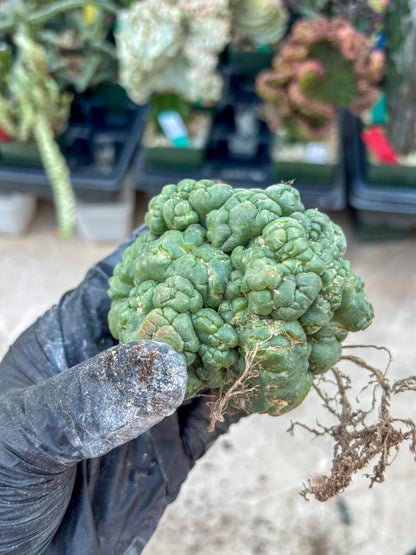 Coryphantha Elephantidens Cristata (P) | Very Rare Imported Cactus