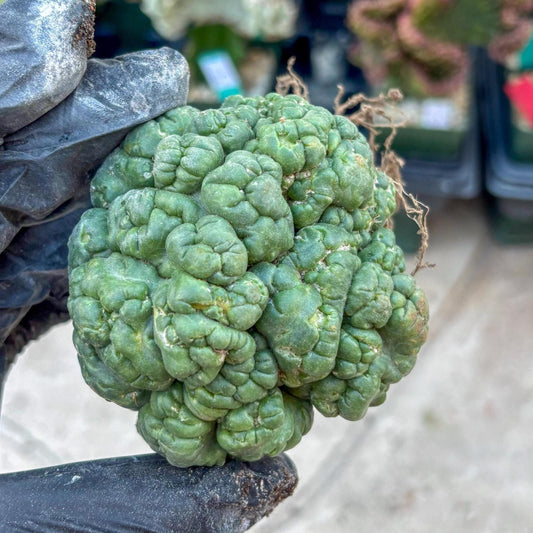 Coryphantha Elephantidens Cristata (P) | Very Rare Imported Cactus