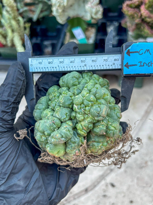 Coryphantha Elephantidens Cristata (Y) | Very Rare Imported Cactus