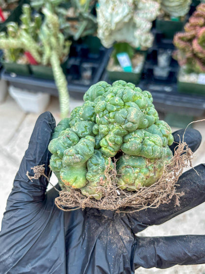 Coryphantha Elephantidens Cristata (Y) | Very Rare Imported Cactus